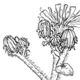 Hieracium eriophorum